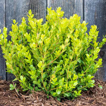 Spring Hill Nurseries Winter Gem Boxwood Broadleaf Evergreen Foundation/Hedge Shrub in 2.25-Gallo... | Lowe's