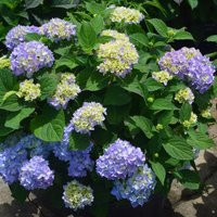 Azure Skies™ Hydrangea | #3 Pot | Plant That Work | Plant Addicts