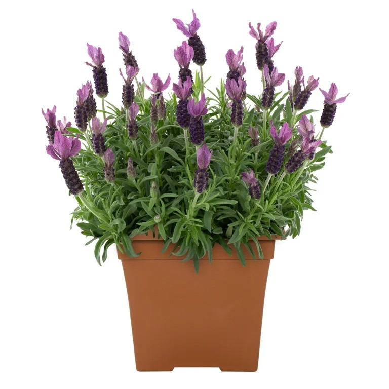 Expert Gardener 1gal Purple Lavender Primavera Purple Live Perennial Plant Decorative Pot Sun - W... | Walmart (US)