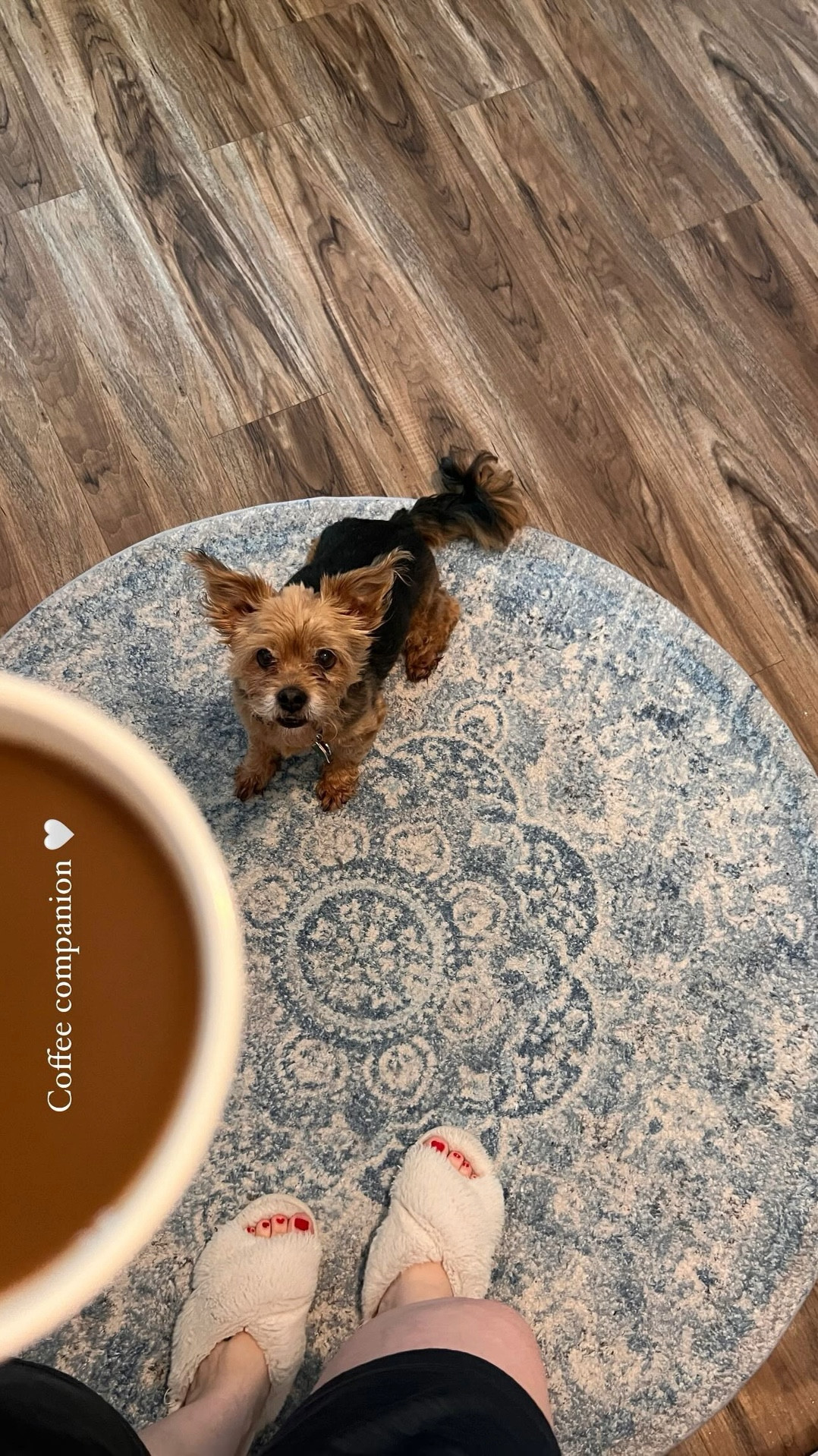 He truly is the best boy and coffee companion 🥹🥰. Linking this rug because I get most of my questions regarding it. I bought it last year and absolutely adore it. It’s held up really well we have twin daughters, a cat and a dog and it’s held up very well. Highly recommend 

#LTKHome #LTKVideo #LTKFamily