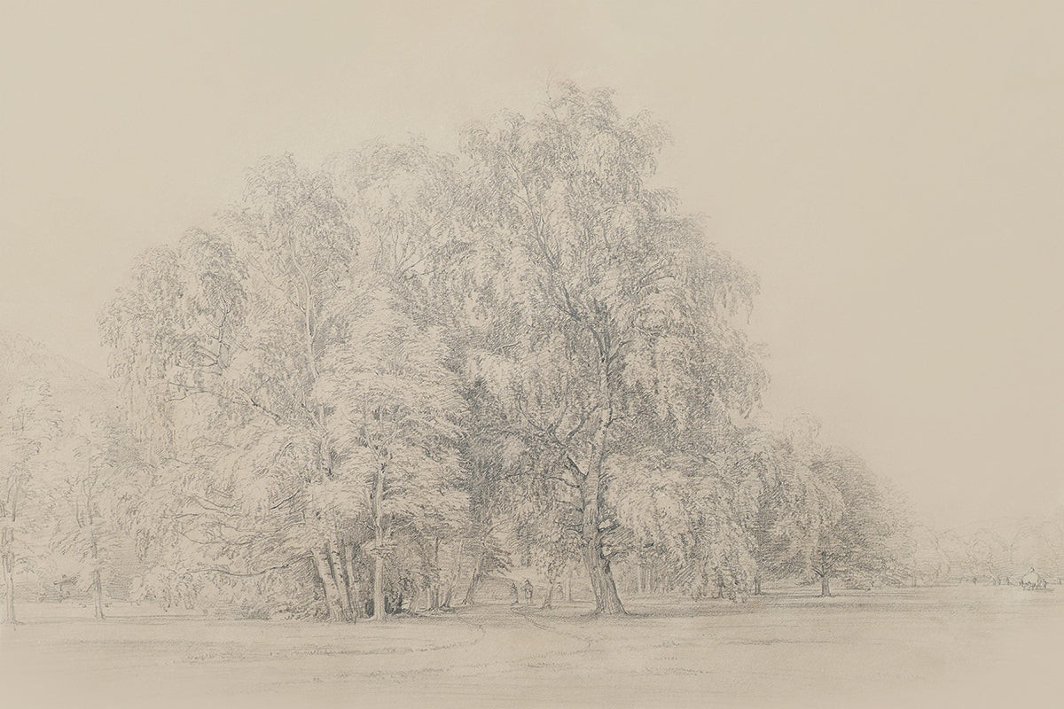 Sycamores | Juniper Print Shop