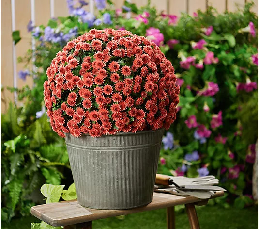 "As Is" Wicker Park Single 16" Faux Mum Indoor/Outdoor Garden Sphere - QVC.com | QVC