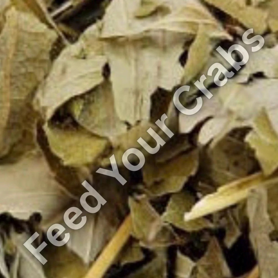 Strawberry Leaves for Hermit Crabs, Isopod Food, Rich and Antioxidants. - Etsy | Etsy (US)