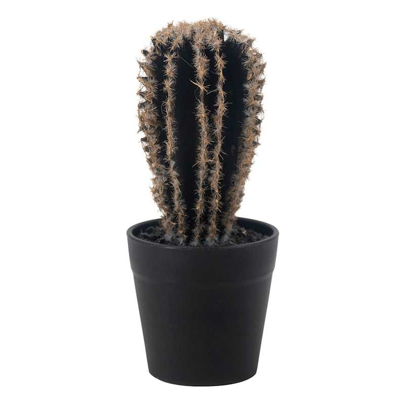 Balloon Cactus with Gold Tip Arrangement, 7.75" | At Home