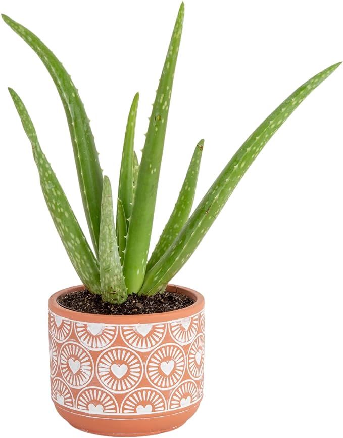 Costa Farms Aloe Vera Plant, Live Indoor Succulent Houseplant in Cute Décor Plant Pot, Air Purif... | Amazon (US)