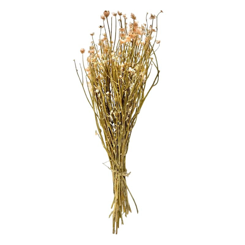 Dried White Ammobium Bundle, 26" | At Home