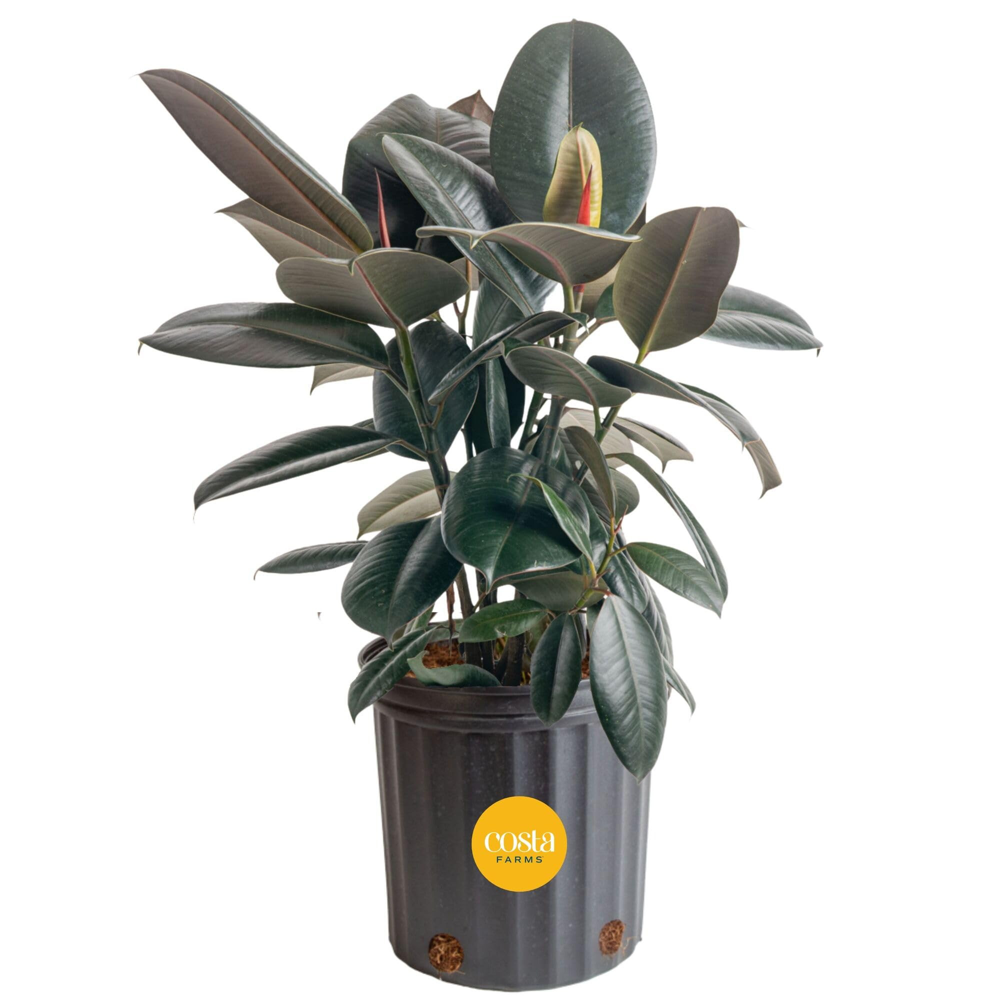 Costa Farms Burgundy Rubber Plant, Live Indoor Ficus Elastica Tree, Live Indoors Houseplant in Nu... | Amazon (US)