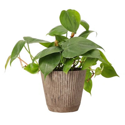 Thorsen's Greenhouse Live Heartleaf Philodendron Plant in Ruffle Pot, 4-inch Diameter | Wayfair North America
