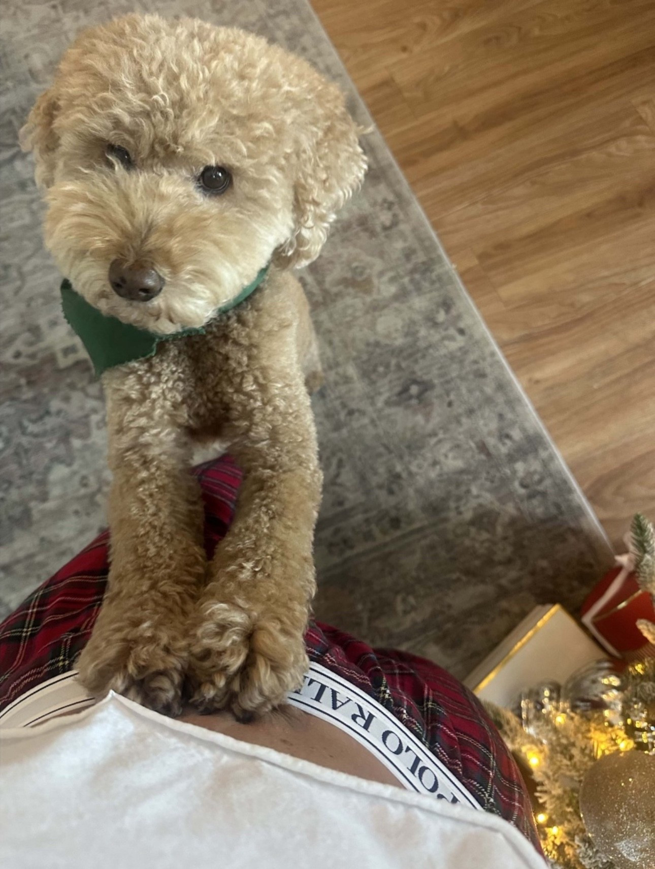 Ralph Lauren Christmas loading 🧸❤️🎄

#LTKGiftGuide #LTKgrwm #LTKSeasonal