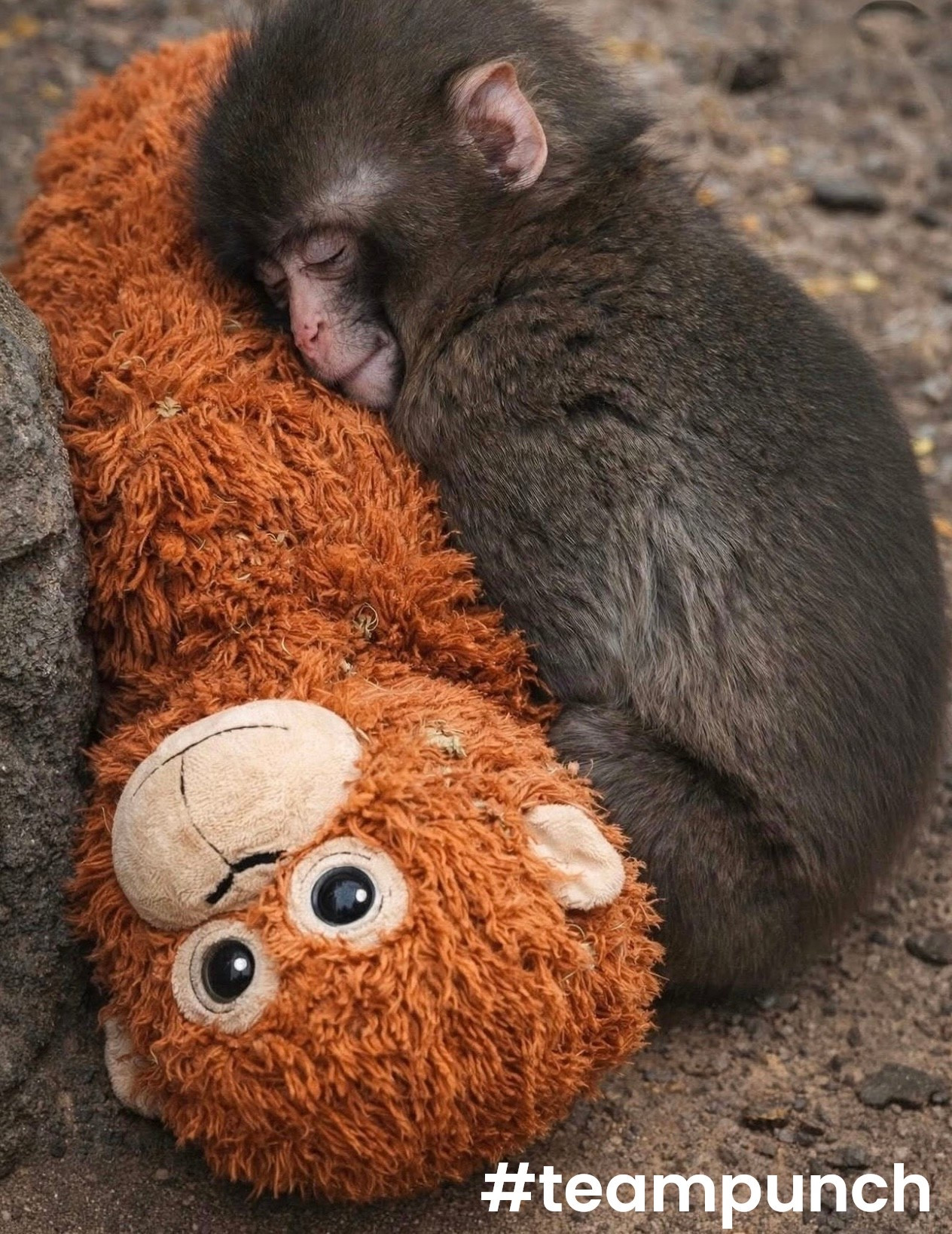 Who isn’t completely obsessed with baby Punch? And who from Texas is going to rescue him? Bring him down south and let’s show him some southern hospitality! Those mean monkeys are breaking my heart! 💔 #teampunch #punch



#LTKdayinmylife