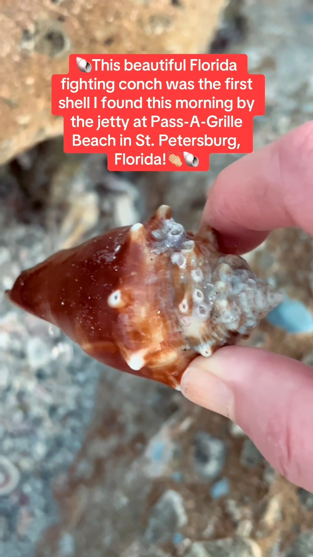 I found beautiful seashells today at Pass-A-Grille Beach in St. Petersburg, Florida.

Linking my beach outfit and seashell bag that I use. Also, don’t forget to pick up these awesome water shoes that protect your feet from getting cut by seashells. Highly recommend them! #LTKSwim #LTKTravel #LTKvlog