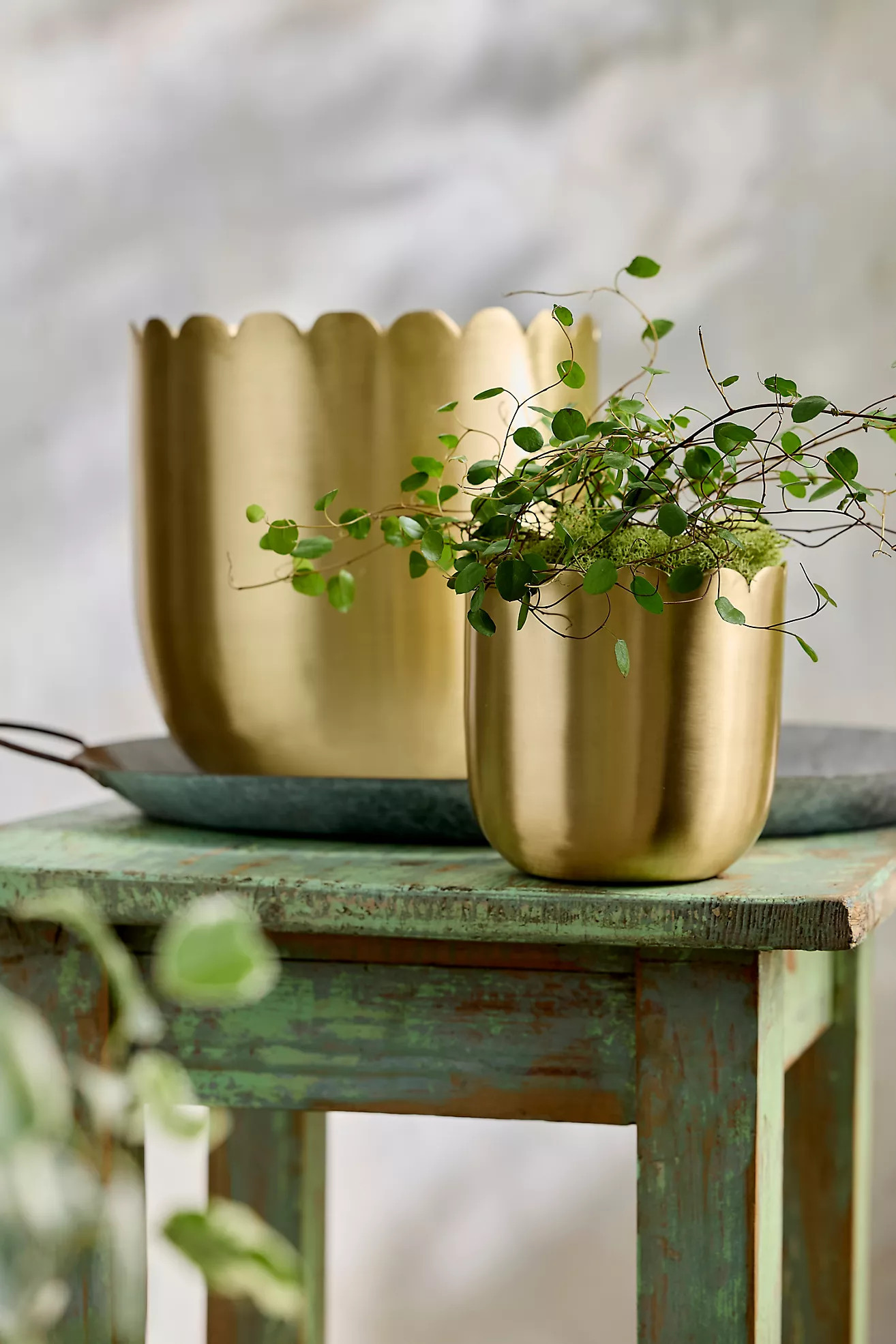 Scallop Edge Polished Brass Planter | Terrain