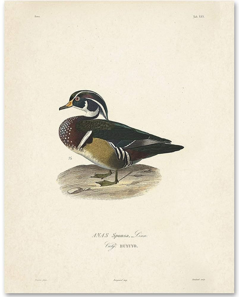 Anas Sponsa Duck Illustration - 11x14 Unframed Art Print - Makes a Great Home Decor Under $15 | Amazon (US)