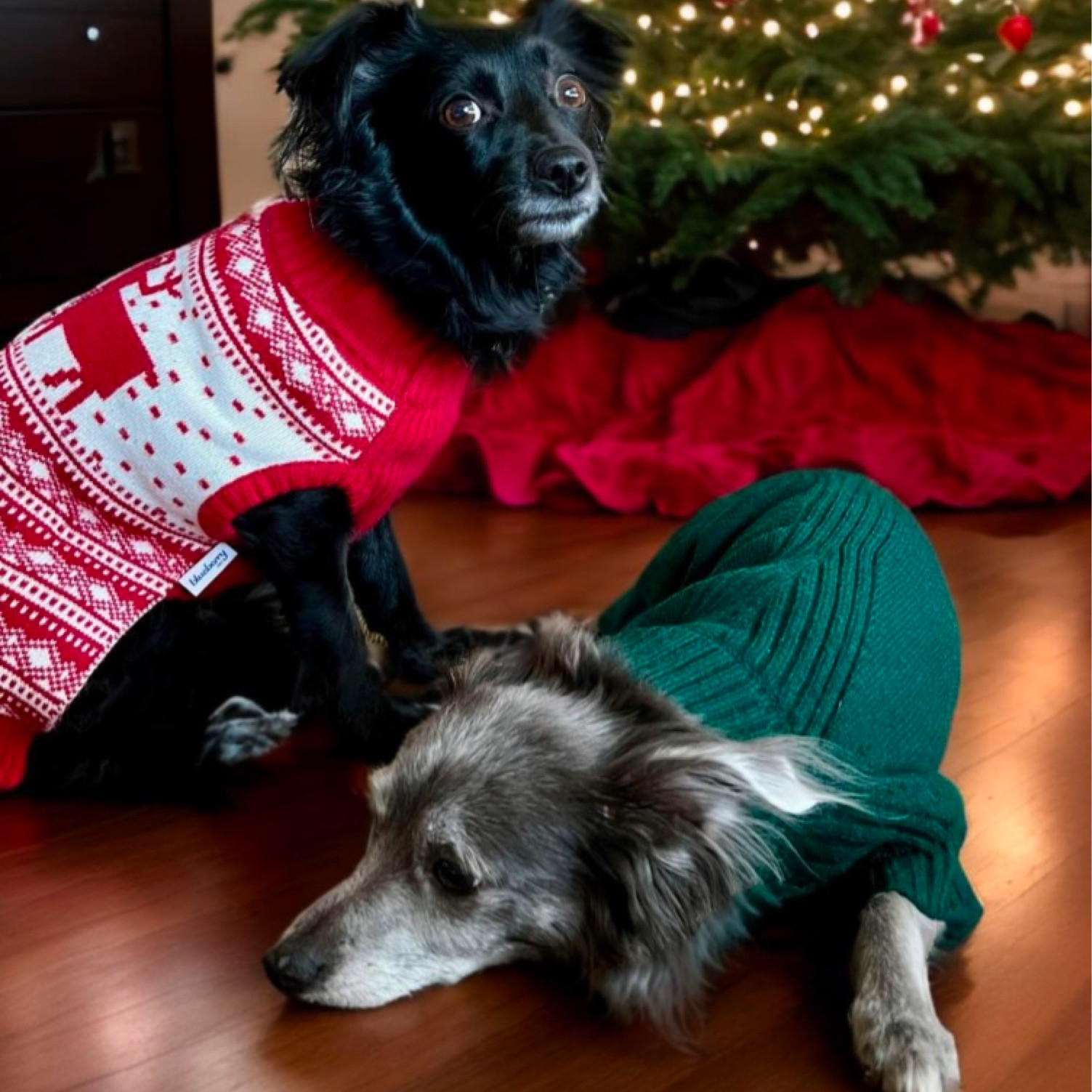 Christmas Sweaters for dogs 🎄🐾