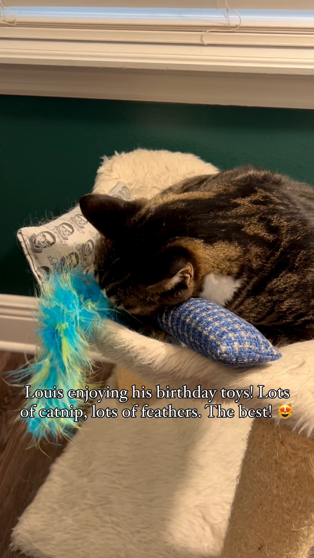 This lucky kitty had a great birthday with lots of treats, new kicker toys, fresh catnip, and all the cuddles! 😻🎉💚🐾 Thank you to everyone who helped celebrate! 🎊

#LTKPets #LTKFamily #LTKParties