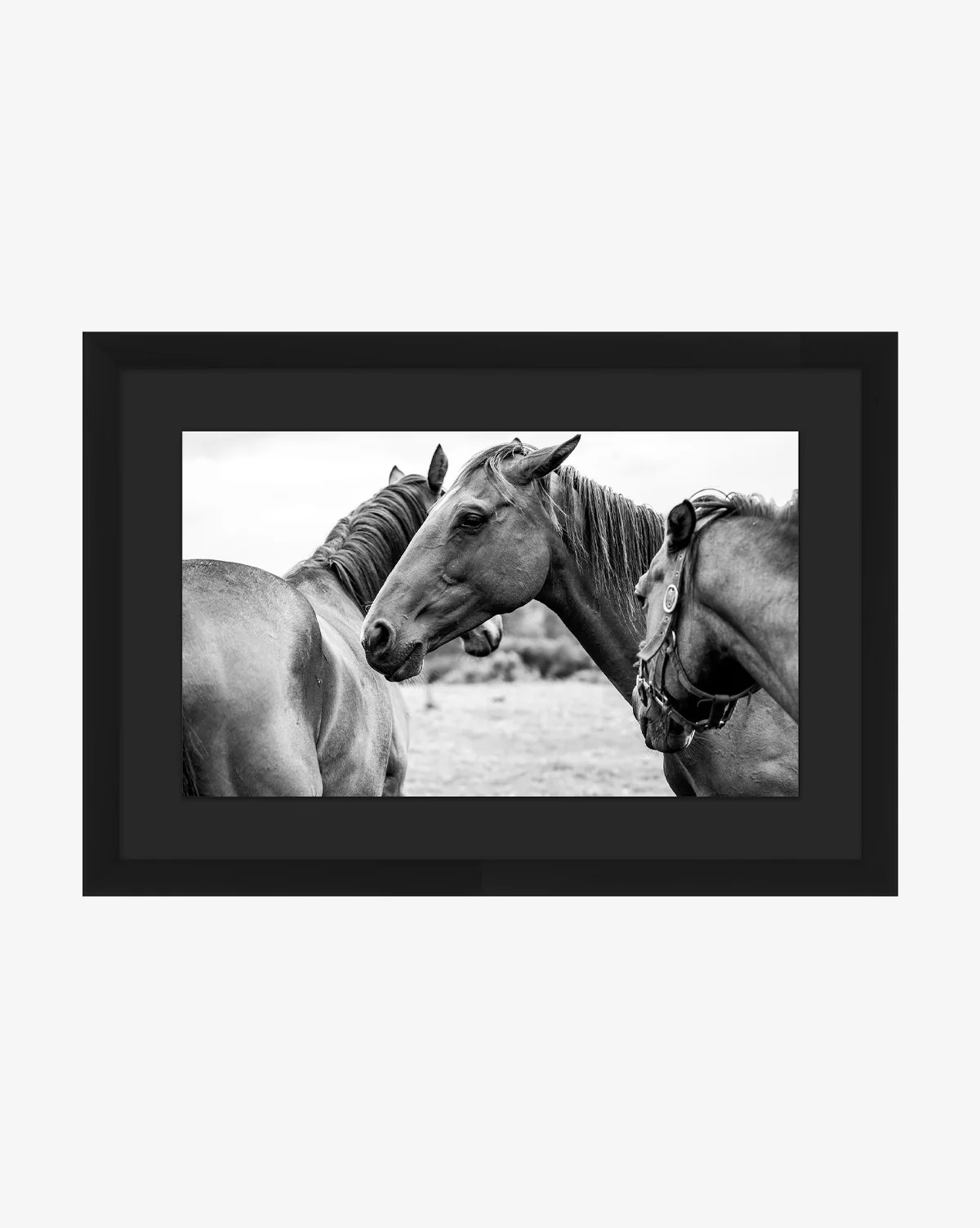 Photograph of Horses by Stokley Berg | McGee & Co. (US)