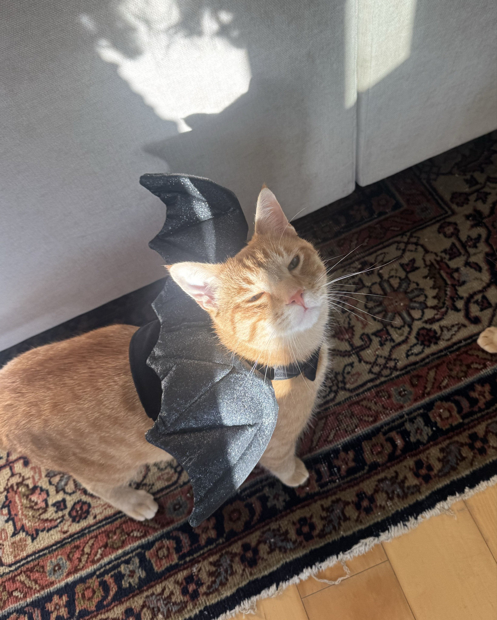 @petco has the CUTEST pet costumes and toys!!! My cats love them so much #petcopartner #ad #paidlink