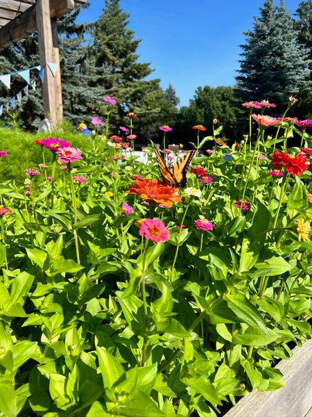 My all-time favorite bulk zinnia seeds that I use every year!

#LTKfindsunder100 #LTKfindsunder50 #LTKSeasonal