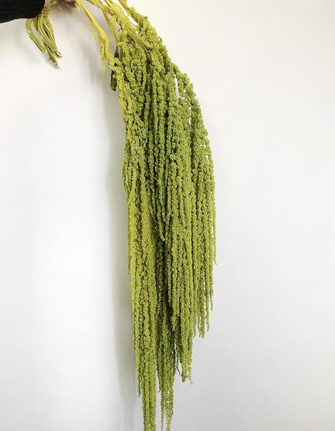5 Pcs Bleached Wisteria Vine Hanging Dried Flowers, Natural Preserved Hanging Amaranthus Flowers ... | Amazon (US)