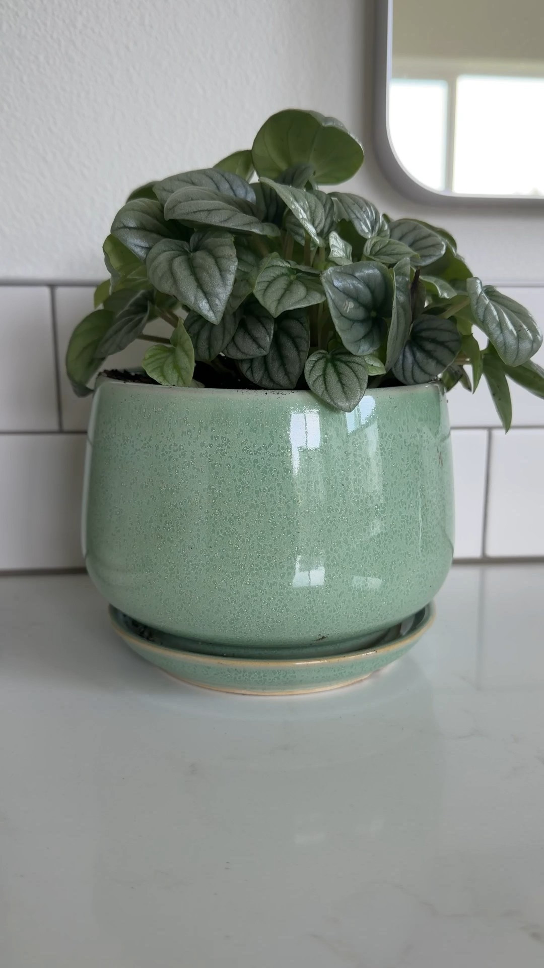 A little pop of green for any spot 🌿✨ This modern ceramic pot paired with a Peperomia Frost plant adds the perfect fresh, calming touch to shelves, desks or windowsills. I have mine on my bathroom counter  

#LTKFindsUnder50 #LTKHome #LTKSaleAlert