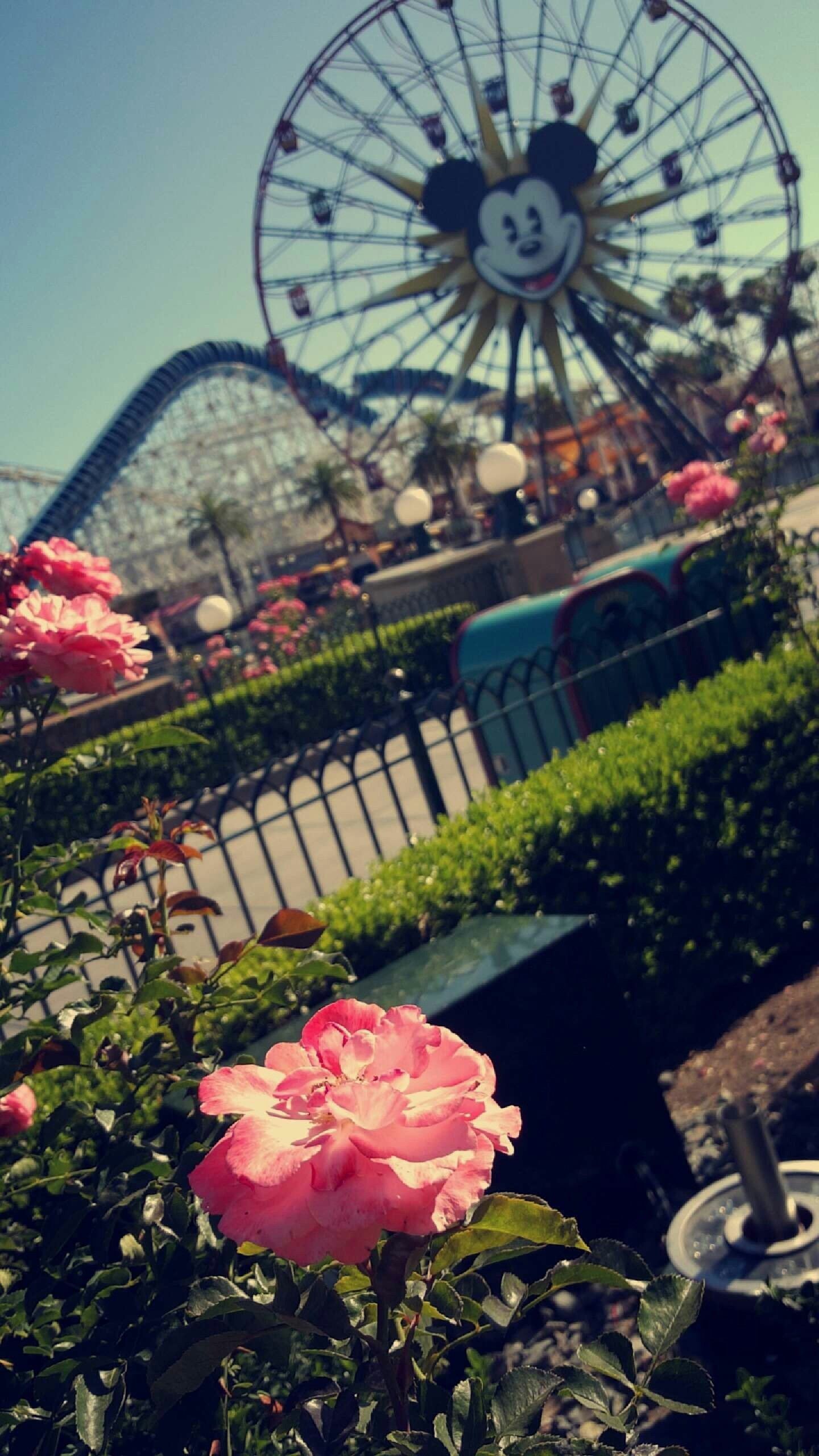 Shop my favorite place 🥹- I heard we’re sharing pictures from 2016 lately so one from my 2nd home 🥲 I grew up going to Disneyland & that’s why it’s so sentimental to me.. can’t wait to take my babies soon 🥹 Remember get a price drop notification if you heart a post/save a product 😉 

✨️ P.S. if you follow, like, share, save, or shop my post (either here or @coffee&clearance).. thank you sooo much, I appreciate you! As always thanks sooo much for being here & shopping with me 🥹

| Disney store, DisneyStyle, Disney Home, Disney fashion, Disney accessories, disneyland outfits, mickey mouse ears, disneyland, disney world, disney outfits, disney ears, disney adult, disney style, disney amazon, disney mom, disney world outfit, satchel bags, statement belts, apres ski outfit, cape coat, Alo softsculpt high waist leggings, winter capsule wardrobe, resort wear, date night outfits, vacation outfits beach, toasty blush, womens highest rise vintage straight jeans universal thread, holiday dresses, gift guide for her, gifts for men, winter white outfits, the love knot slouchy bag, funnel neck tunic, red light mask, scarf coat, hooded scarfs, statement belts, cape coat, bedding refresh, cozy set, vacation outfits beach, valentines day decor, valentines day gifts for her, gifts for girlfriend, gifts for wife, girlfriends valentines day gifts, wife valentines day gifts, valentines day, valentines day outfit, valentines outfits, valentines day gifts, gifts for her, |

#LTKCreatorOwned #LTKCreatorOwnedBrands #WinterTrends #LTKWinterTrends #WorkWear #TopSharedPosts #LTKTopSharedPosts #TrendingCreators #LTKTrendingCreators #PopularToday #LTKPopularToday #TreatYourself #LTKTreatYourself #amandaroblessed #LosAngeles #LTKGiftGuide #LTKdayinmylife #LTKgrwm #LTKootd #LTKfitnessgoals #LTKmomlife #LTKmorningroutine #LTKselfcare #LTKstorytime #LTKfoodie #LTKvlog #LTKSeasonal #LTKActive #LTKU #LTKOver40 #LTKHome #LTKSaleAlert #LTKMidsize #LTKPetite #LTKPlusSize #LTKTall #LTKFindsUnder50 #LTKFindsUnder100 #LTKBeauty #LTKWorkwear #LTKTravel #LTKBaby #LTKBump #LTKKids #LTKMens #LTKWedding