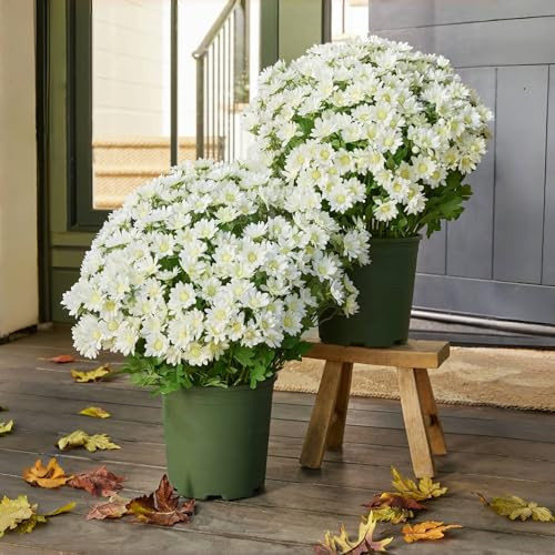 DXZKX Funsdecor Mums, Artificial Outdoor Sunset Mums Flowers - UV Resistant, Waterproof, Windproof, Faux Fall Flowers for Outside Planters, Never Faded, Reflecting Autumn Vibe (5 Bundle of Ivory) | Amazon (US)