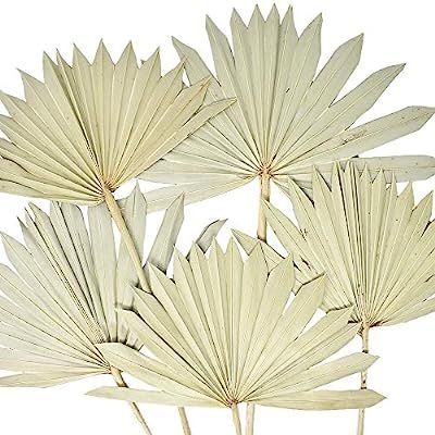 Homeford Dried Natural Sun Palm Leaves Bundle, Natural, 5-Piece | Amazon (US)