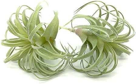 Amazon.com: EBUYOM 2 PCS Artificial Succulents Plants Real Touch Lifelike Succulants Plants Faux ... | Amazon (US)