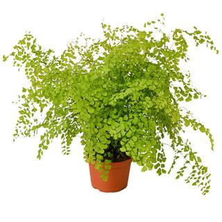 Maidenhair Fern (Adiantum) Plant in 6 in. Grower Pot | The Home Depot