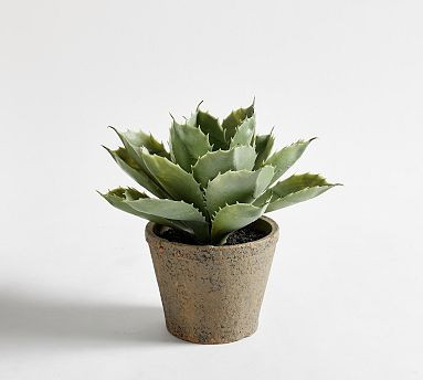 Faux Potted Aloe Succulent | Pottery Barn (US)