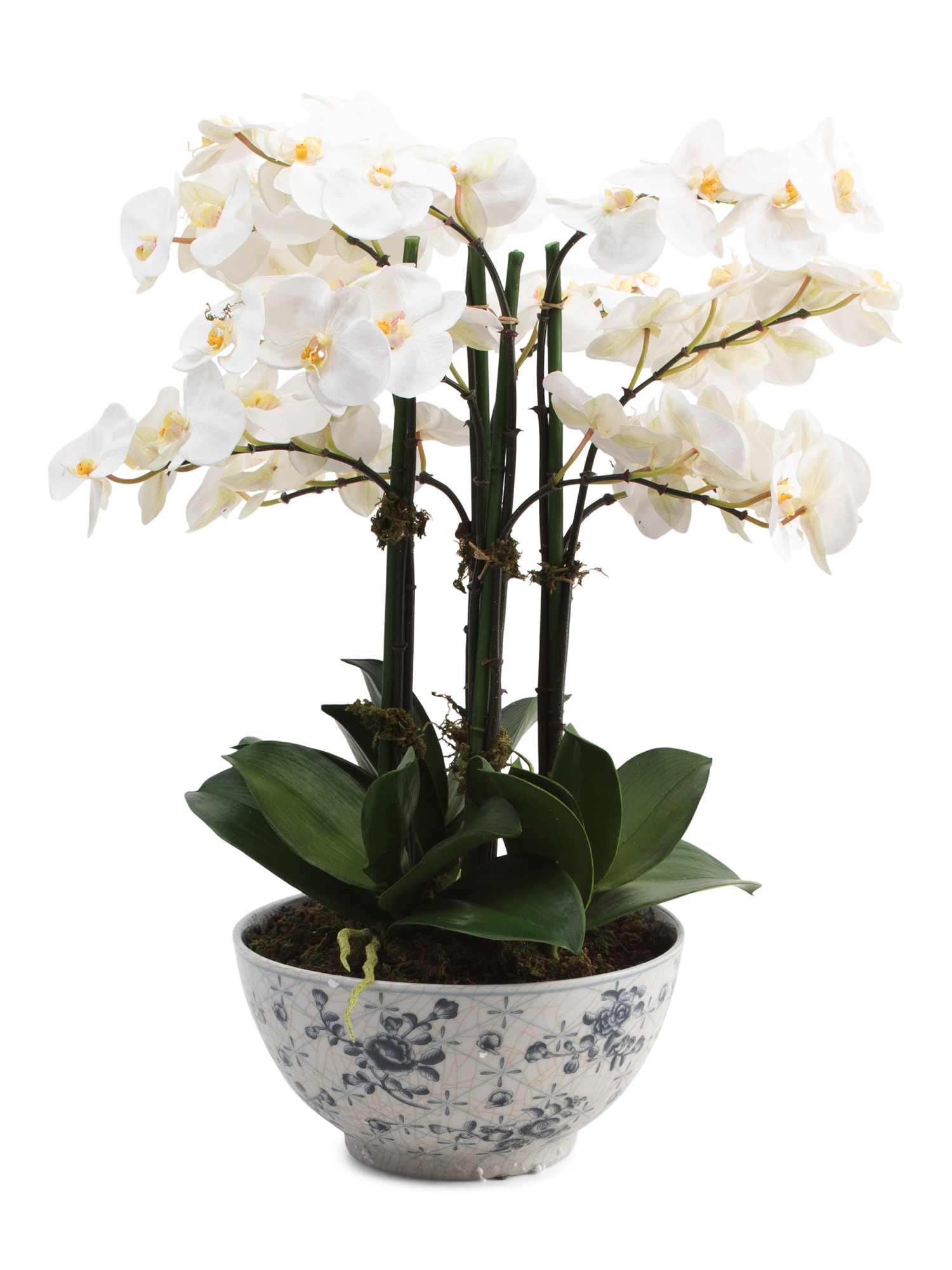 21in Orchid Phalaenopsis In Ceramic Pot | Home | Marshalls | Marshalls