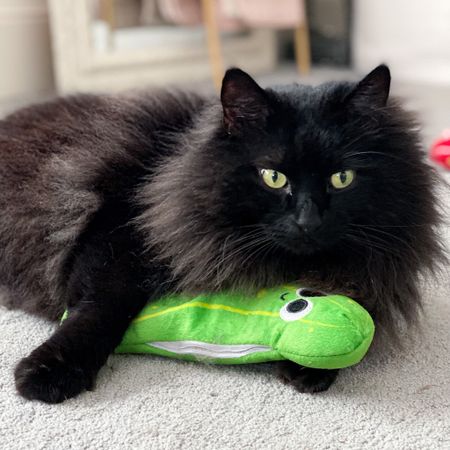 You might have seen my post about Nina and her crazy energy and love for play, but don’t worry Henry gets his share too! 🥰 #Ad My boy is a bit more particular with how he chooses to spend his time! I’ve tried so many toys with him where he would be completely unbothered, and of course he loves a catnip banana, but his sister can be a bit of a toy hog. Overall though if Henry had the choice it’s the pickle toy all the way. He loves it so much he even lets me brush him while he plays! 💚 Luckily @walmart is a one stop shop for both my kitties! 🐈‍⬛🐈 Be sure to check out my cat must haves here 👉🏻 