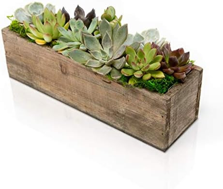 Hallmark Flowers Succulent Garden In 10-Inch Wood Trough | Amazon (US)