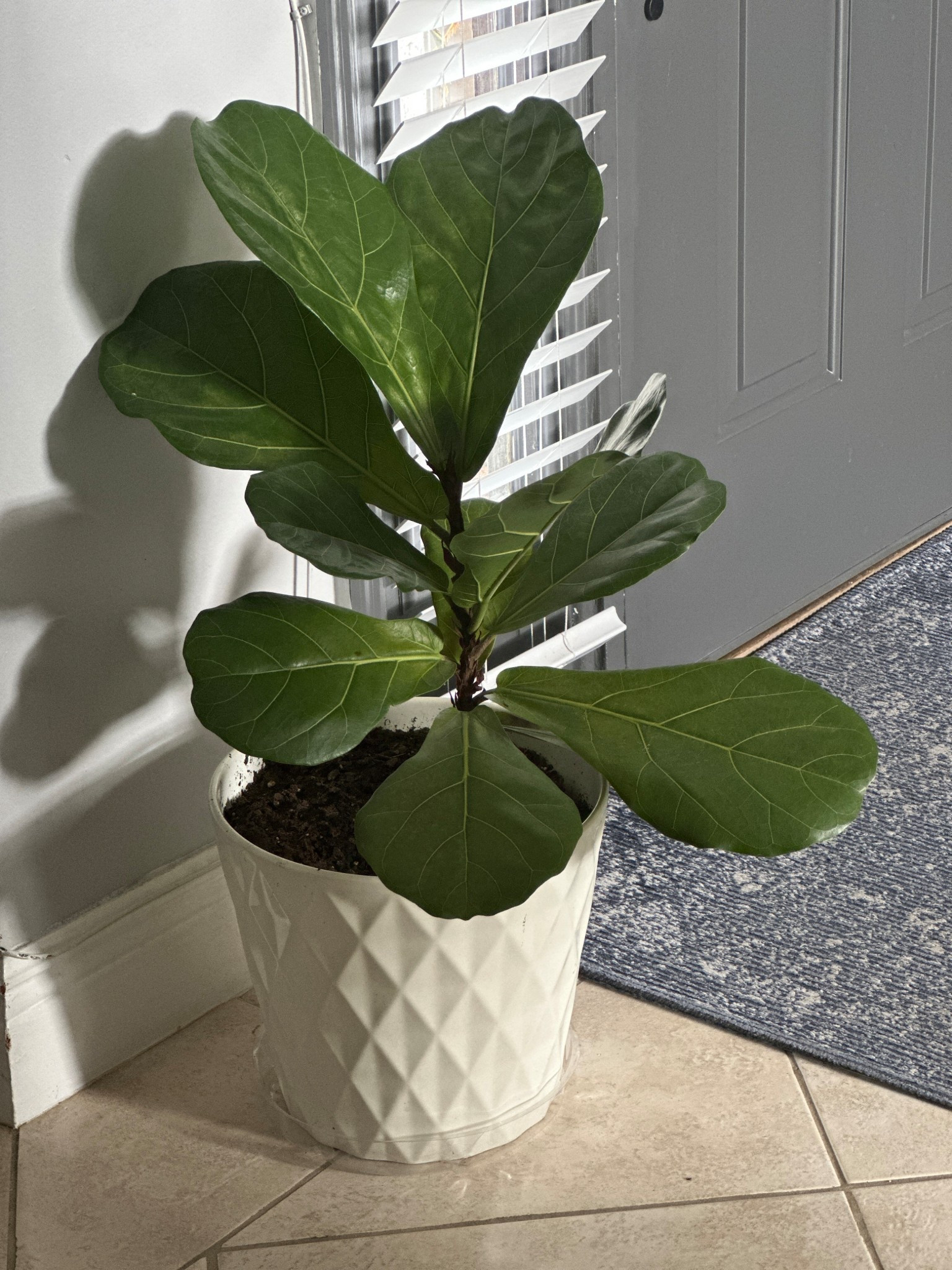 Fiddle leaf fig plant 

#LTKBeauty #LTKStyleTip #LTKHome