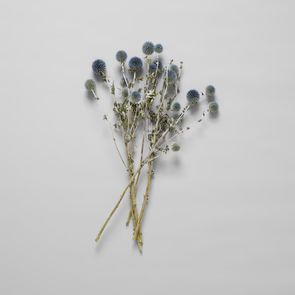 Globe Thistle | Bloomist