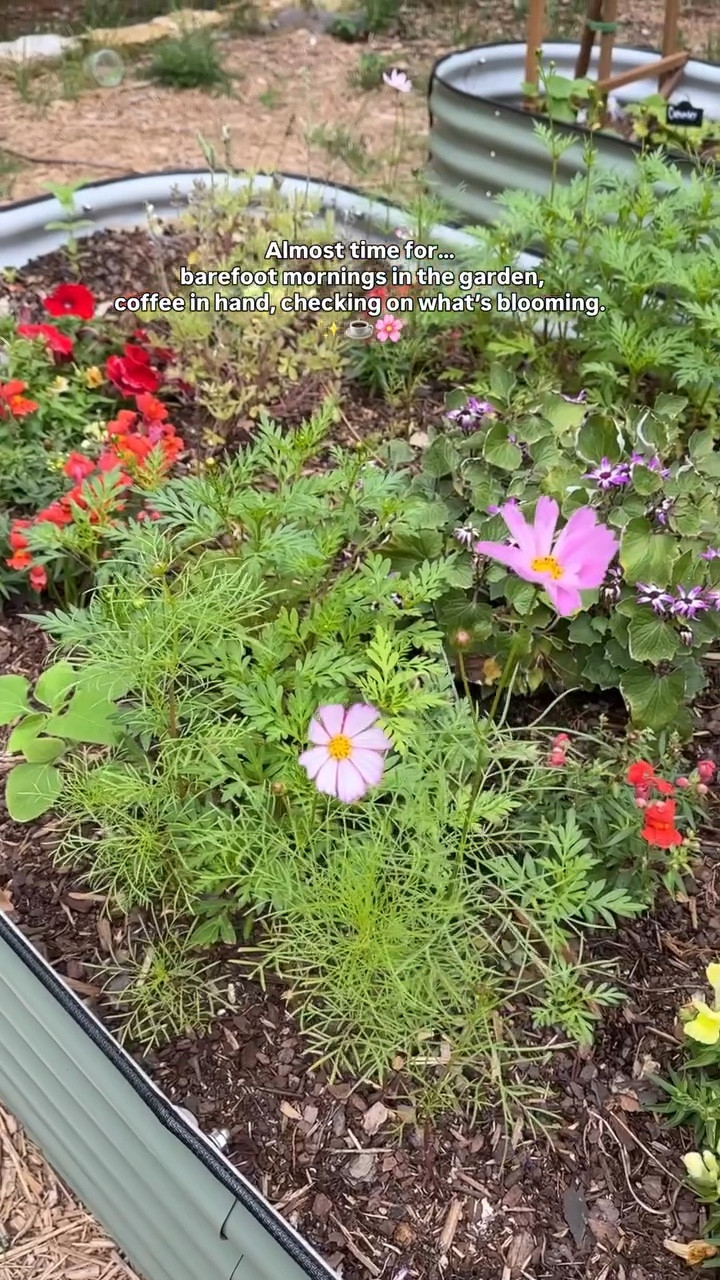 We’re almost to barefoot in the garden with coffee season… and honestly, I can’t wait. ☕️🌿

One of my favorite parts of this time of year is stepping outside in the morning and checking the garden before the day really starts.

Our barefoot coffee mornings and new blooms are almost here.

#gardenlife #comfortcreator #slowmotherhood #backyardgarden  #cutflowergarden 

barefoot garden mornings – backyard garden life – cozy motherhood moments – spring garden checking blooms – coffee in the garden – slow living mom life – simple home moments – beginner garden life

#LTKmomlife #LTKSeasonal #LTKHome