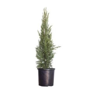 FLOWERWOOD 2.5 Gal - Italian Cypress Tree with Narrow Evergreen Columnar Growth 12403FL - The Hom... | The Home Depot