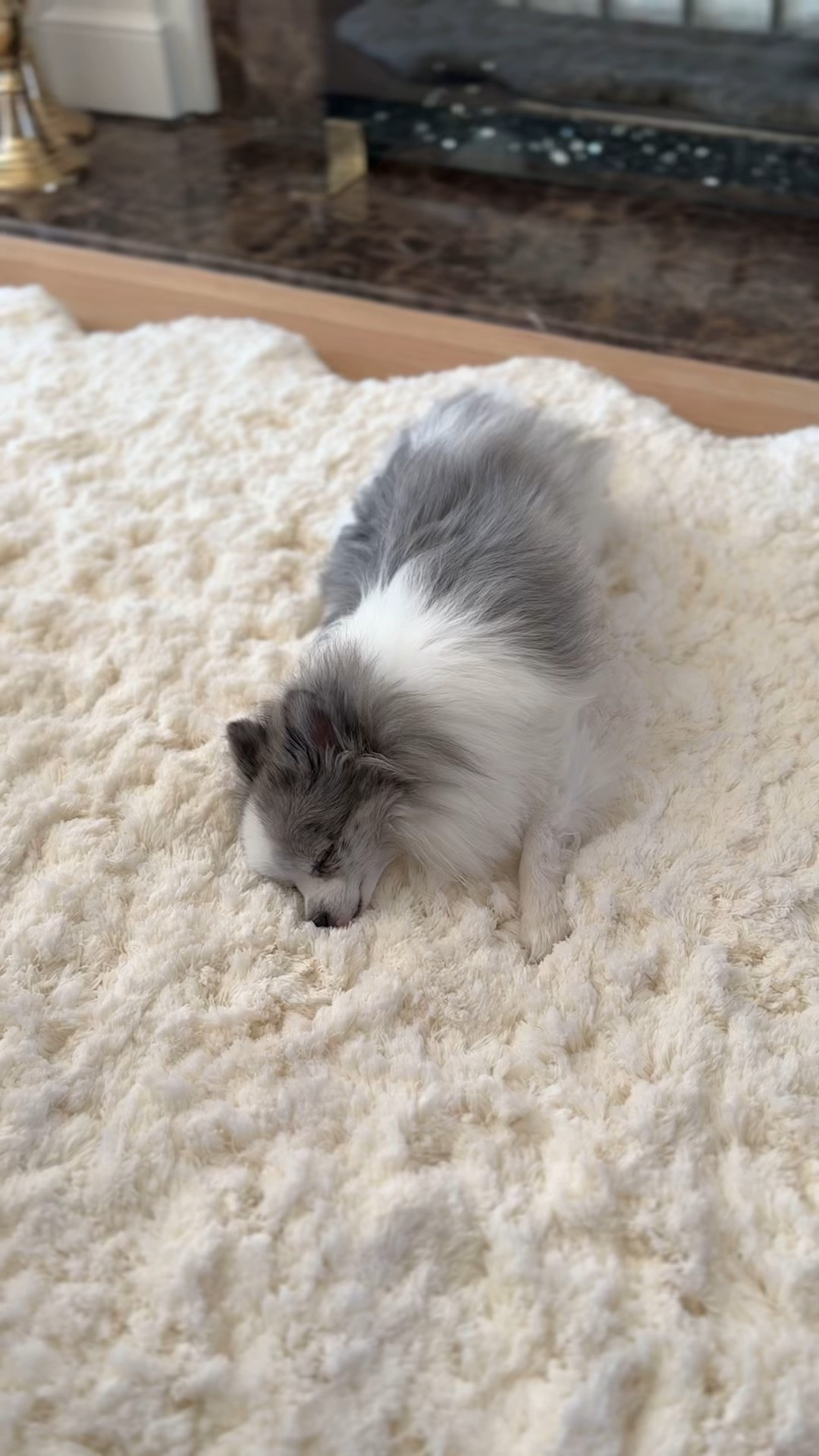 New Rug —> Dog Approved 🐶 @Rugs USA 

#LTKHome #LTKstorytime #LTKvlog