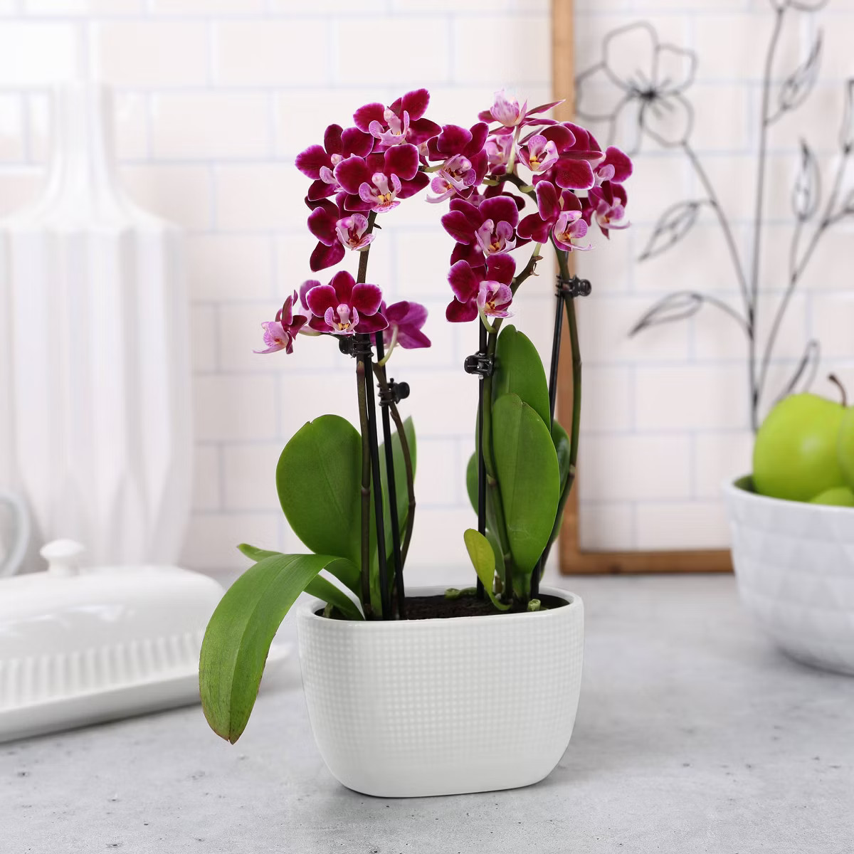 Live 4" Mini Orchid Duo Houseplant in Planter - Good Little Garden™ | Target
