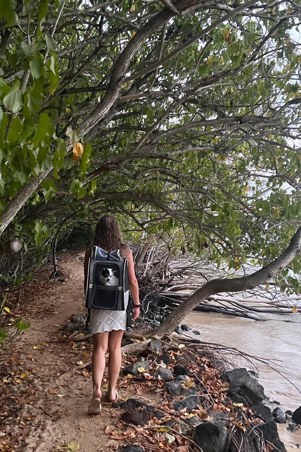 Pet backpack carrier, my dog loves it! Perfect for hiking or beach days. #ltkpet #amazon #petcarrier #dog #dogaccessory #carrier #backpack #hiking #travel #coverup

#LTKGiftGuide #LTKActive #LTKU