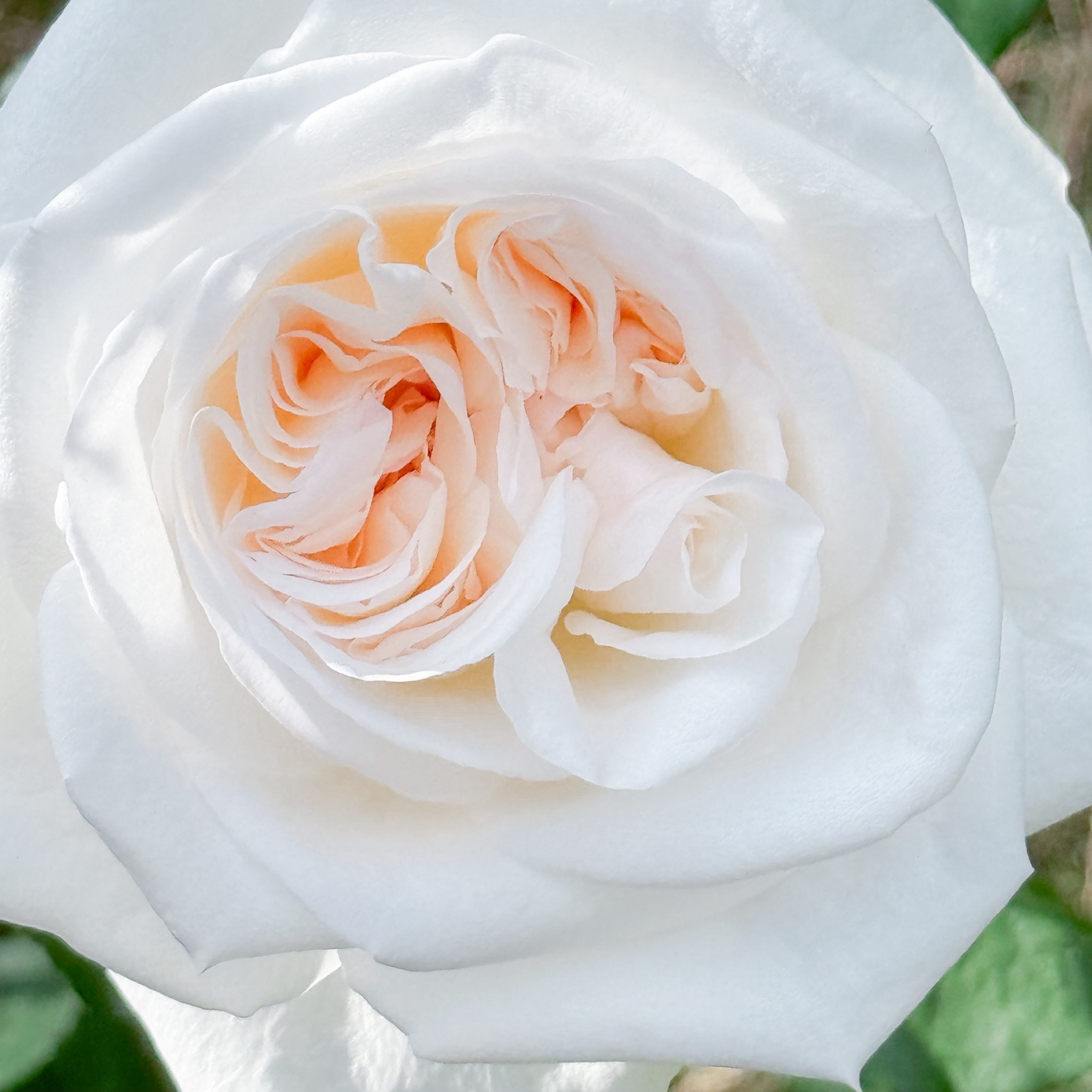 White O’Hara is a beauty  #LTKSpringSale 

#LTKspringtrends #LTKspring