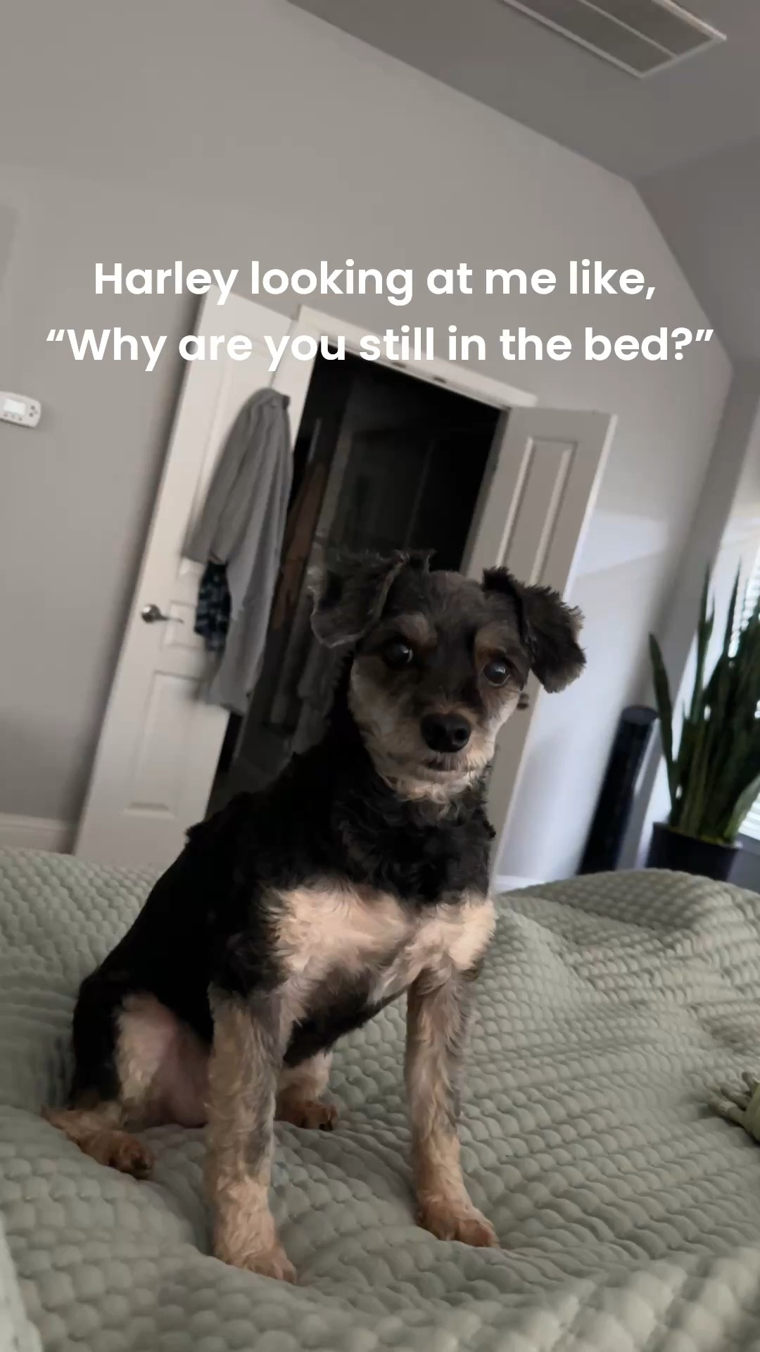 Harley is the cutest❣️😍

#LTKvlog