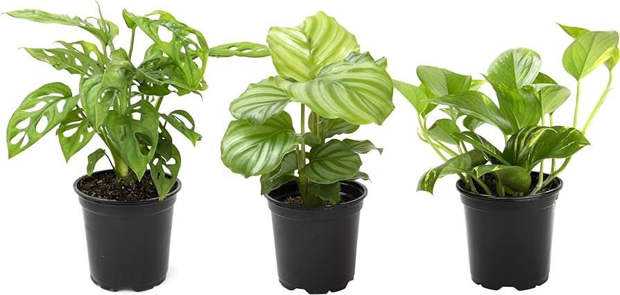 Essential Houseplant Collection (3PK) Live Plants Indoor Plants Live Houseplants in Plant Pots, E... | Amazon (US)