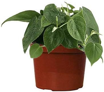 Philodendron “Heartleaf” - Live Plant in 4 Inch Growers Pot. Decorates Indoors, Low Maintenan... | Amazon (US)