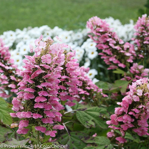 Gatsby Pink\u00ae Hydrangea | Plant Addicts
