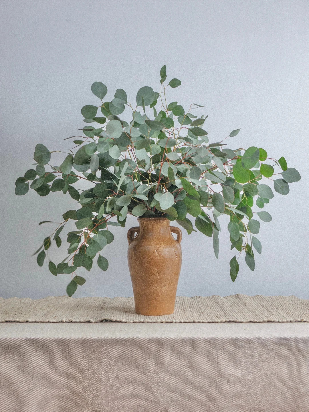 Silver Dollar Eucalyptus Bunch Eucalyptus Decor Fresh/dry Silver Dollar Eucalyptus Plant Wedding ... | Etsy (US)