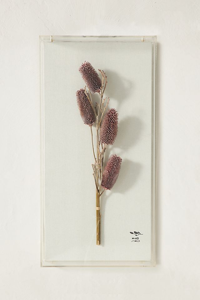 Dried Botanical Wall Art | Anthropologie (US)