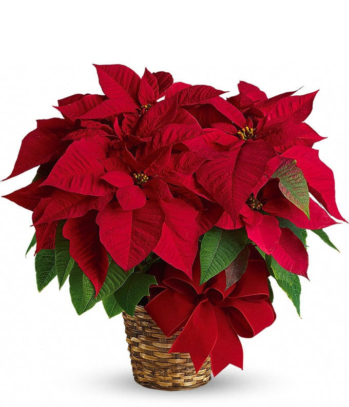 Red Poinsettia | From You Flowers