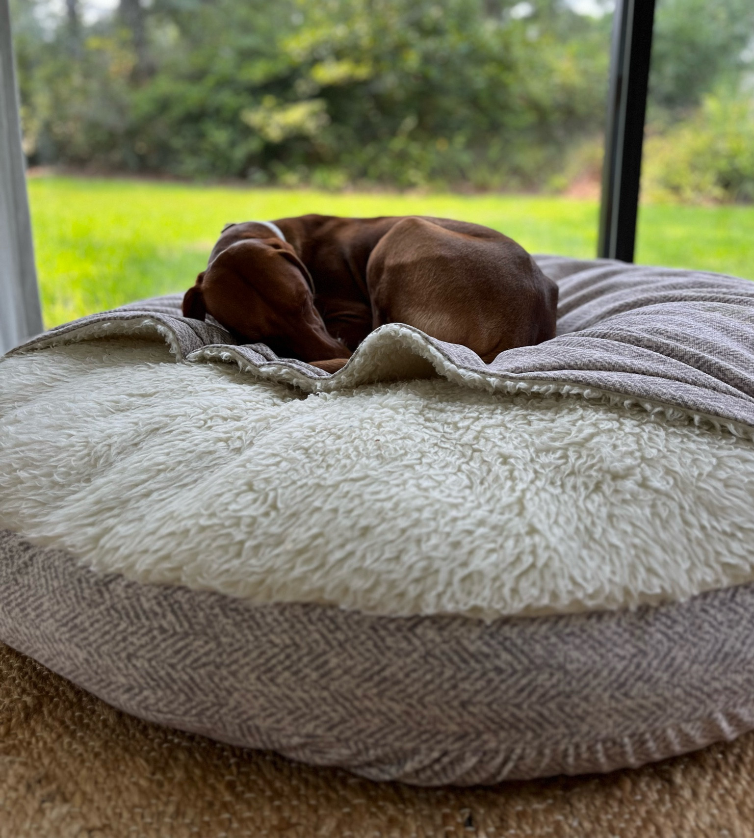 Vizsla best sale cozy cave