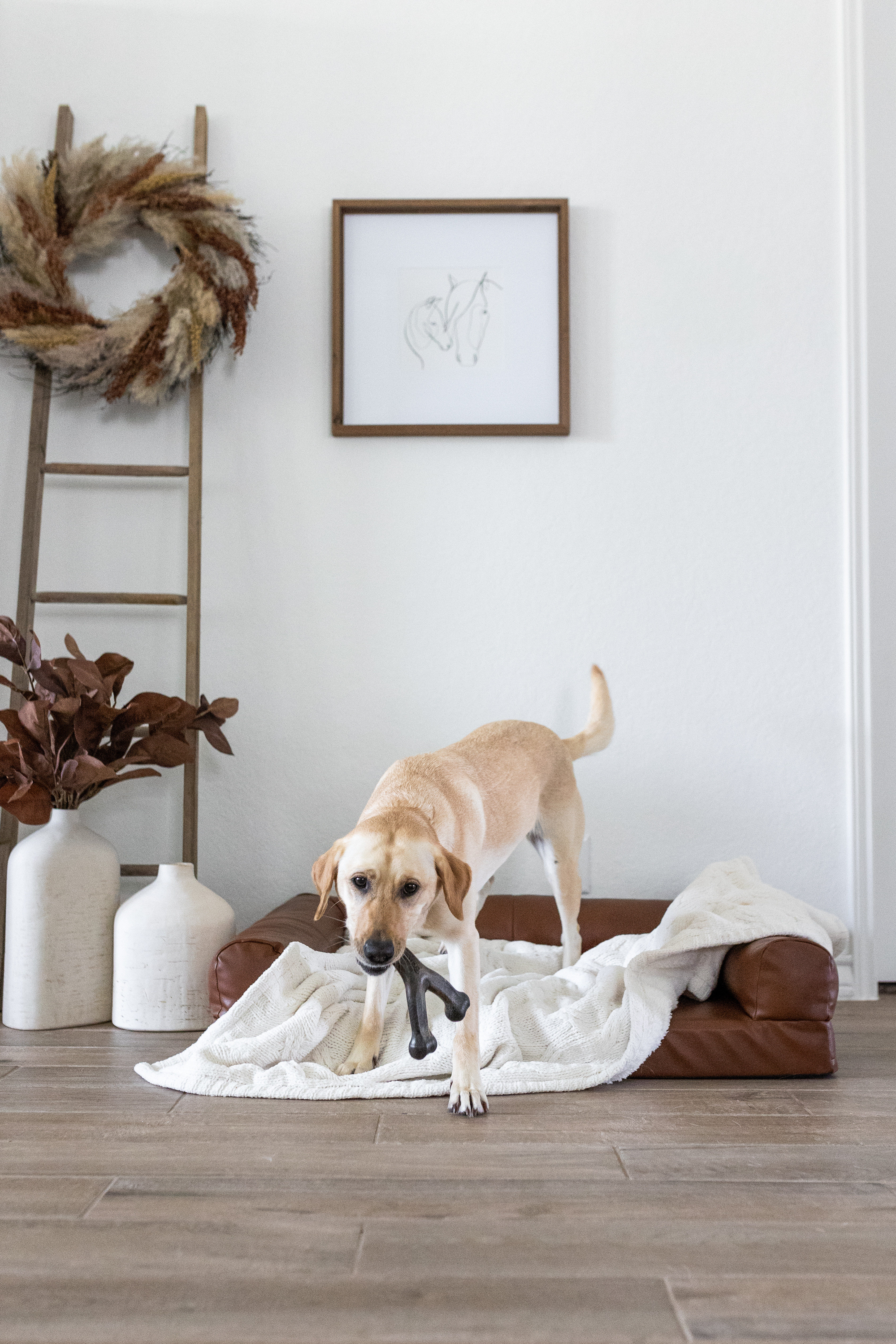Celebrate fall with the Benebone Pumpkin Spice Wishbone! This limited-edition dog chew is made to be long-lasting and durable for aggressive chewers. Available only during the fall season, it's a fun way to treat your pup while supplies last.

#LTKSeasonal #LTKHome #LTKSaleAlert